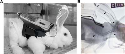 A Rabbit Model for Prolonged Continuous Intravenous Infusion Via a Peripherally Inserted Central Catheter